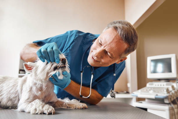 Best Broken or Chipped Tooth Repair in Mpo, CA